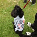 Jackson Hebert - @jacksontheportiepuppy - Instagram