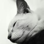 Richard Robert Jackson Hester - @richardrobertjackson_thecat - Instagram