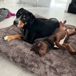 Jackson & Junior - @jackson_junior_dogs - Instagram