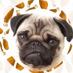 Jackson Junior - @jacksonjunior.pug - Instagram