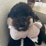 𝙹𝙰𝙲𝙺𝚂𝙾𝙽 “𝙹𝙰𝚇” 𝙺𝙴𝚂𝚂𝙻𝙴𝚁 🐾 - @big_apple_jaxie - Instagram