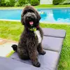 Jackson “Jax” Kessler 🐾 - @big_apple_jaxie - TikTok