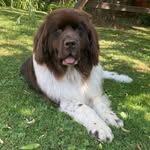 Jackson Kline - @jackson5newfie - Instagram
