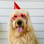 Jackson Kramer Allen - @jackson_the_senior_groodle - Instagram
