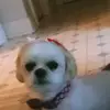 jackson.kramer - @doggyslushyliker2020 - TikTok