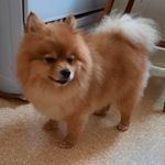 Percy P Jackson Krause - @percy.p.jackson - Instagram