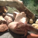 Jackson Kruse - @gubythechub - Instagram