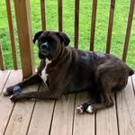 Jackson Bushnell-Luckett - @prince.jackson.boxer - Instagram