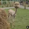iamjacksonlui - @iamjacksonlui - TikTok