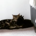 jaxs /luna maxwell - @jackson_luna.cat123 - Instagram