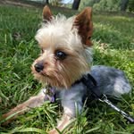 JacksonTheYorkie - @jacksoncarringtonmaples - Instagram