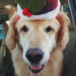 jackson masterson - @jacksonthegoldenretriever_ - Instagram