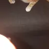 jacksonmcintosh78 - @jmcintosh21 - TikTok