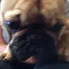 jacksonmcleod2010 - @lil_puppy01 - TikTok