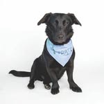 Jackson the Retriever Mix - @jackson_the_corgidor - Instagram