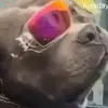 jacksonnies552 - @the100dallascrooms - TikTok