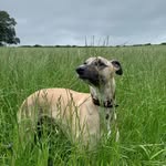 Jackson Parry🐶🐶🐶 - @jacksonparry2017 - Instagram
