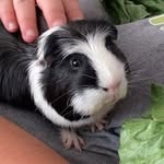 Jackson - @jackson.piggy - Instagram