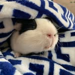 Ozzy Jackson - @the.jackson.piggies - Instagram