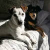 Jackson and Pippin - @jackandpipp - TikTok