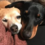 Pip+Jax - @pippin_and_jackson - Instagram
