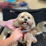 Jackson Pollack - @jacksonpollack_thepup - Instagram