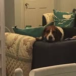 Lenore Jackson-Pope - @ljpdoversandwich - Instagram