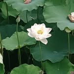 JacksonPritchett張建成장건성 - @jackson_pritchett - Instagram