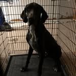 Jackson "Jax" Pulley - @jax_thedane - Instagram
