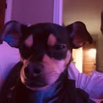 JacksonTheDog - @jackson_ramsey_coello - Instagram