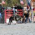 Nicholas Jackson Bull Rider - Facebook