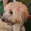 Jackson Rodgers - @curlybaguette - TikTok