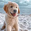 Schubert Jackson - @schubert.jackson - TikTok