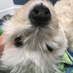 Jackson shaver - @jack.the.puppy_ - Instagram