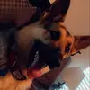 Jackson - @jackson_the_shepard77 - TikTok