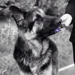 Jackson the German Shepard - @jacksonthebfg - Instagram