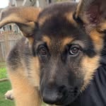 Jackson the german shepard - @jackson_the_german_shepard7 - Instagram