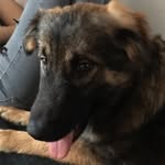 Jackson The German Shepard - @jackson_the_german_shepard - Instagram