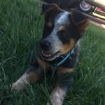 Jackson Sheppard - @jackson_acd - Instagram