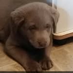 Jackson Bear Hummel - @jackson_silver_ - Instagram