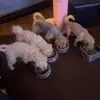 KawaiiPetfamily - @jacksonsingh45 - TikTok