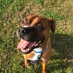 Jackson Smythe - @jackson__the__boxer - Instagram