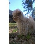 Jackson Spears🐶 - @jackson_spears - Instagram