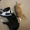 jacksonspicer28 - @molly_and_tater - TikTok