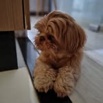 Jackson Stark - @jackson.dog.stark - Instagram