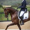 Jackson Stern839 - @jacksonsterndressage - TikTok