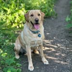 Jackson Storm - @jackson_thebiggoldenlabrador - Instagram