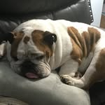 Jackson Stringer - @jackson_the_beach_bulldog - Instagram