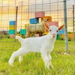 Jackson Sutton - @suttons.farm - Instagram