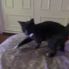 jackson - @jacksontheinfluencercat - TikTok